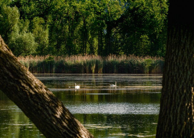 A family of swans swim peacefully on a calm lake surrounded by tall reeds and dense green trees, with tree trunks in the foreground framing the scene.