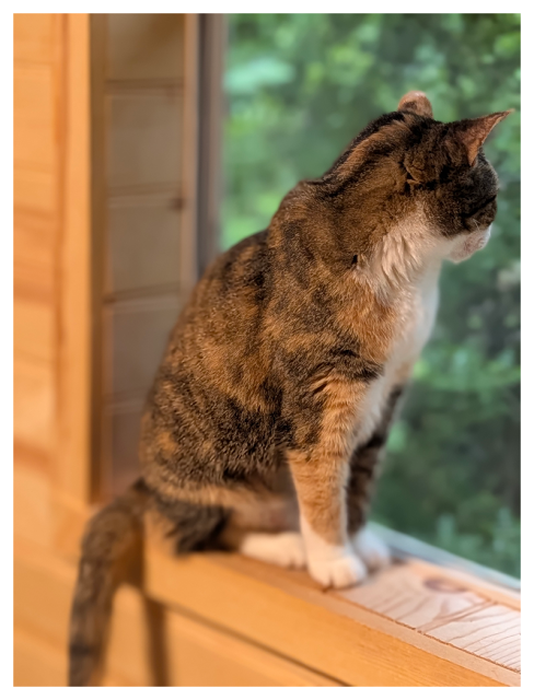 overcast early evening. a calico cat with white markings sits on a wooden windowsill, looking left into the green forest.