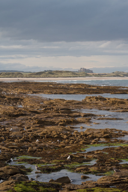 Rocky coastline of eroded brown stone with algae and seaweed in the rockpools, and groups of seagulls exploring next to the waterline - with a long sandy beach in the distance, and behind that grass-covered dunes and an ancient castle at the horizon - buttresses and crenellations beneath a blue-grey clouded evening sky. Bamburgh Castle, Northumberland, September 2016.