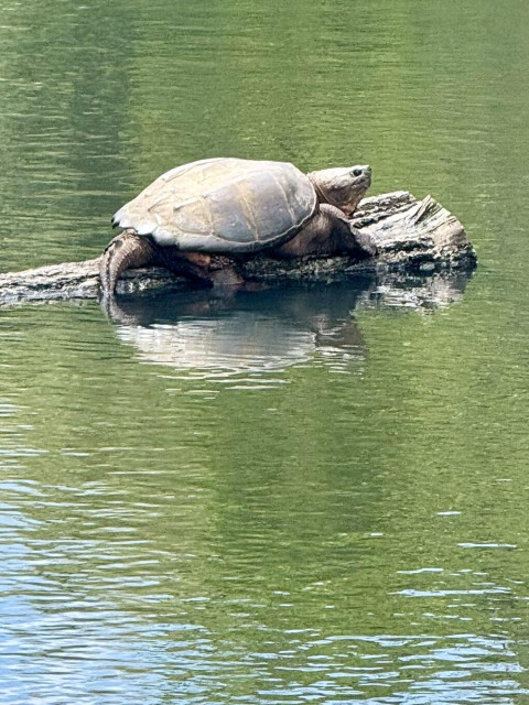 Large snapping turtle on log. Both the large tail and head are seen. Green reflections from the nearby foliage are seen in the water.