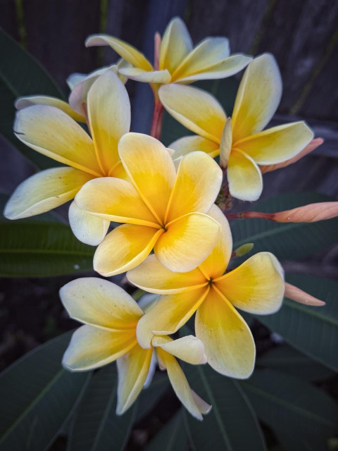 A photograph of a cluster of yellow plumeria flowers surrounded by green leaves.