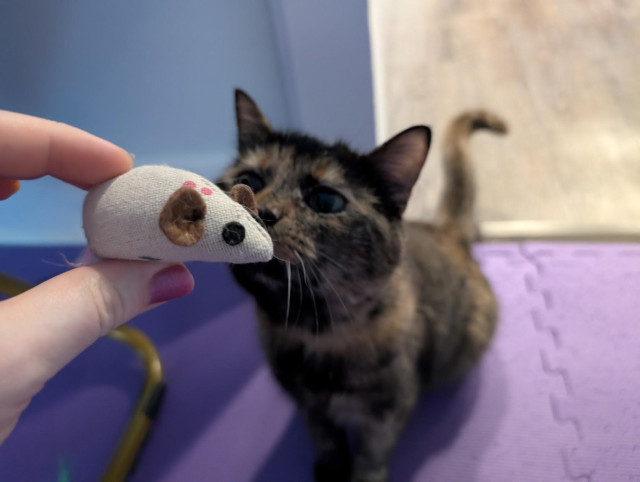 A tortie cat sniffing a mouse toy.