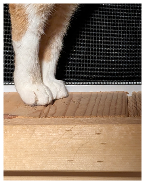close-up of a cats hind legs and paws on a wooden windowsill. the background is a screen with darkness outside.