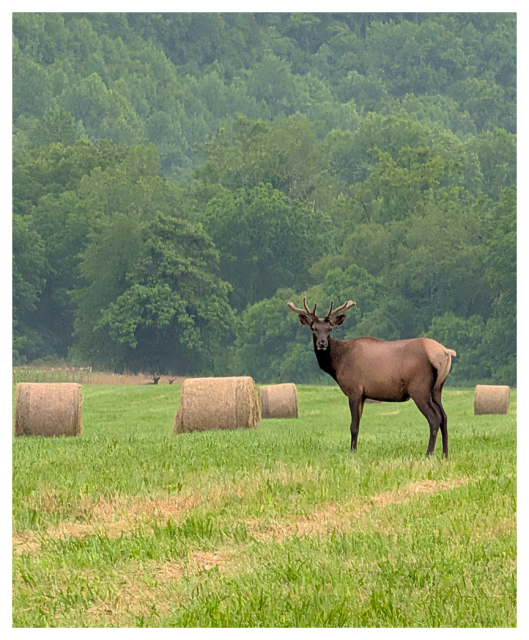 a large elk with antlers stands alert, making eye contact, in a grassy field dotted with round hay bales. lush green trees and a forested mountainside form the background on an overcast evening.



