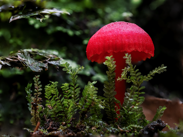 A close-up, ground-level photograph by Charlie Chadwick featuring a single, brilliant ruby-red Hygrocybe firma (waxcap) mushroom rising from a dark forest floor. The mushroom has a smooth, perfectly dome-shaped, translucent cap that glows intensely as if lit from within, showing subtle vertical ribbing along its slightly scalloped rim. It stands on a thick, matching red stalk that is partially framed by a small cluster of delicate, bright green fronds of leafy moss growing directly in front of it. The background consists of deeply shadowed, out-of-focus wet leaves and dark green forest foliage, creating a high-contrast backdrop that makes the vibrant crimson of the mushroom completely dominate the frame.
