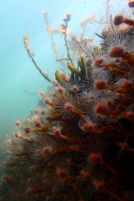 A vertical, underwater photograph capturing a dense colony of magnificent hydroids (Ralpharia magnifica) growing along a reef structure, resembling a bouquet of delicate flowers. Dozens of individual hydroids extend from slender, orange-brown stalks attached to the reef. Each organism features a small, reddish-pink central mouth surrounded by a stunning crown of translucent, white, hair-like tentacles that fan out in a perfect radiating circle. These fine tentacles sway gently in the current, ready to catch drifting prey with their stinging cells. The right side of the frame is a rich, crowded texture of reef life, including green and yellow sponges, while the left side opens up into a soft, hazy expanse of turquoise-blue water with a few thin, silhouetted marine branches reaching upward into the light.