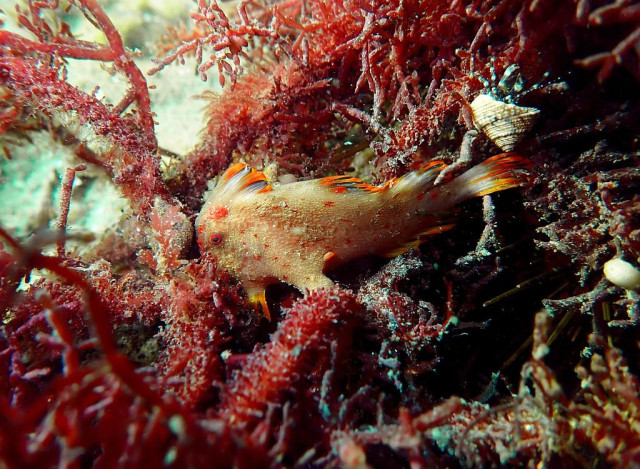 A horizontal, close-up underwater photograph by Francisco Arbegoli capturing a critically endangered red handfish (Thymichthys politus) camouflaged within a dense bed of branched red marine algae. Positioned in the center of the frame facing left, the rare fish features a textured, pale pinkish-tan body covered in fine crimson spots. Its prominent dorsal crest, tail, and leg-like pelvic fins are trimmed with brilliant, fiery orange borders. One of its unique, hand-like pectoral fins is propped directly against the seaweed, illustrating how it grips and walks along the seafloor. In the upper right, a small, conical patterned sea shell clings to a frond, while the dark, pointed spines of a short-spined sea urchin are subtly visible tucked into the shadows of the lower right corner where it feeds on the habitat.
