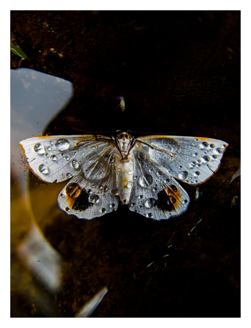Surface tension draws water into microscopic gaps beneath exposed edges of the overlapping scales to create lifting effects.

A high-contrast, vertical photograph capturing an orange-rimmed satin moth floating flat on the surface of dark, still water. The moth is centered in the upper half of the frame with its wings fully spread, showcasing a pearlescent white and silvery-grey pattern. The upper borders of its forewings are lined with a thin, vibrant orange trim, while the lower hindwings feature distinct, bold patches of black bordered by warm amber-gold. Dozens of perfect, translucent water droplets rest across the entire surface of its wings and fuzzy white body, acting like tiny magnifying glasses over its intricate scales. The background is a deep, murky black water surface, broken only by a soft, pale reflection of light on the left side, which enhances the delicate, floating appearance of the insect.