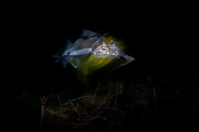 An Australian ghostshark (Callorhinchus milii) scours the seagrass beds of the river Derwent.