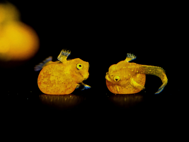 eventually, the hatchlings will start to look around for other food sources such as small amphipods.

A macro, close-up photograph capturing two tiny, one-day-old red handfish (Thymichthys politus) hatchlings side-by-side against a pitch-black background. The newborn fish are bright amber-orange and highly translucent. The hatchling on the left faces right, propped up on its miniature, hand-like pectoral fins. The hatchling on the left faces forward, showing its tiny dark eyes. Both newborns display a very large, bulbous, semi-translucent yolk sac beneath their bellies, which acts as their secure food source during their first days of life. The smooth surface they rest on creates a faint, blurry reflection of their vibrant orange bodies beneath them, and a soft, out-of-focus golden shape is visible in the far upper-left background.