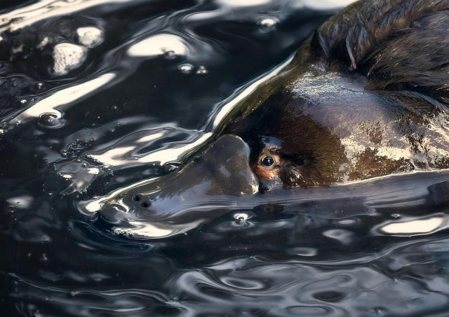 A close-up, horizontal photograph by Alex Wheeler showing the head and upper torso of a platypus swimming through dark, glossy water in Tasmania. The platypus cuts diagonally across the frame from the upper right, its wet, dark brown fur sleek against its body. Its distinct, leathery duck-like bill is submerged just beneath the surface, with its nostrils visible right at the tip. One small, bright, intelligent dark eye is wide open and clear, positioned just above the waterline. The surrounding water is a dynamic maze of deep charcoal tones, rippling with fluid, silvery-white highlights and scattered, tiny white bubbles that capture the gentle motion of the swim.