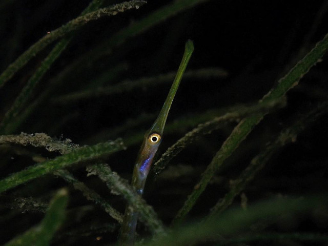 #AltText
A close-up, horizontal underwater photograph by Nicolas Horniblow titled 'Pipe Dream'. It features a spotted pipefish (Stigmatopora argus) flawlessly camouflaged within a dense bed of green seagrass at night. The pipefish's long, ultra-slender, reed-like body points almost vertically upward, mimicking a single blade of grass. Its remarkably long, tubular jaw tapers to a fine point. While its green and brown body blends seamlessly into the dark, out-of-focus background foliage, its single visible eye stands out vividly. The eye is completely round, featuring a deep black pupil encircled by a bright, reflective golden-orange iris. A faint, iridescent blue sheen catches the light along its throat just below the eye, marking the only break in its perfect disguise.