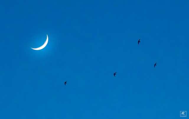 Color photo of the crescent moon in a dark blue post-sunset sky with the silhouettes of four high-flying swifts approaching it. 