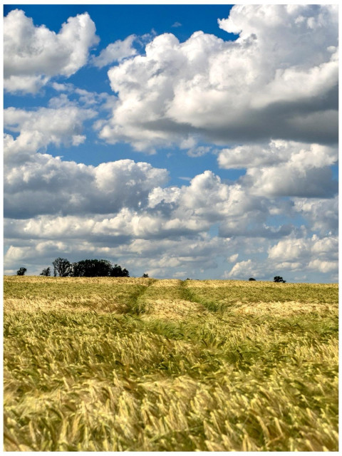 A golden field of crops stretches toward the horizon under a blue sky filled with fluffy white clouds. A pathway cuts through the crops, leading toward a cluster of trees in the distance.