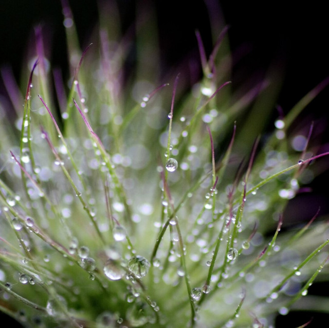 Macro photograph of drops of water in the long green hairs with a pinkish tip covering a pasqueflower (Pulsatilla sp), in front of a black background.

Photographie macro de gouttes d'eau dans les longs poils verts à la pointe rosée couvrant une fleur de pulsatille, devant un fond noir.