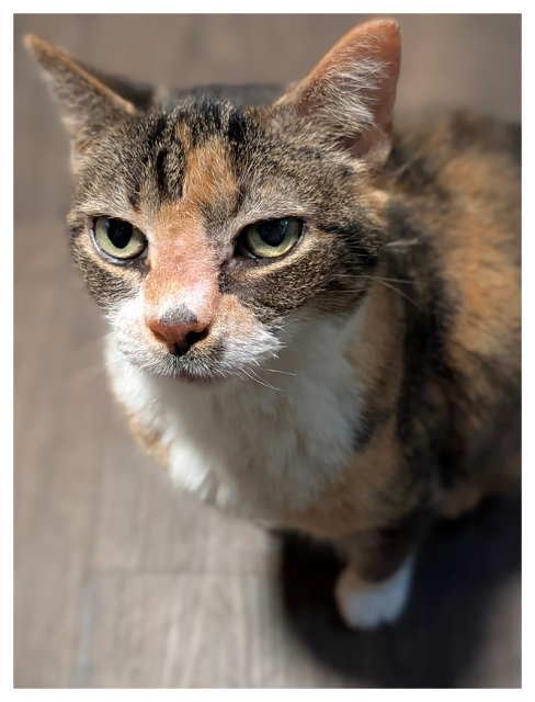 high-angle close-up of a calico cat with white markings and green eyes sits on a wood tile floor, looking slightly to the right.