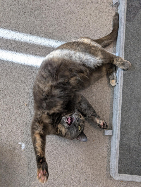 Stardust the dilute tortoiseshell cat flops upside down on the carpet. She's doing "jazz hands" with her front feet, her back feet are at an angle that should be impossible, and she's opening her mouth for a yawn. Her tongue is pressing against her bottom jaw such that it makes a W shape.