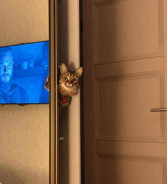 A curious tabby cat peeks around a partially open door with wide, alert eyes. A mirror beside the door reflects part of the cat's face, while a television screen glows blue in the background.