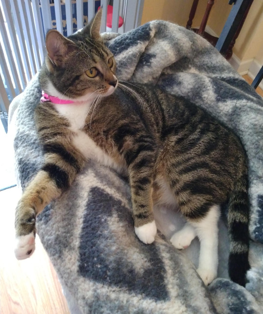 Pax, our brown tabby cat with white markings, is lying on her side in her nest of grey and white blankets on top of a cat tower.  Her attention is directed towards the stairway to the right.  A bright pink collar with a tiny pink bell adorns her neck.