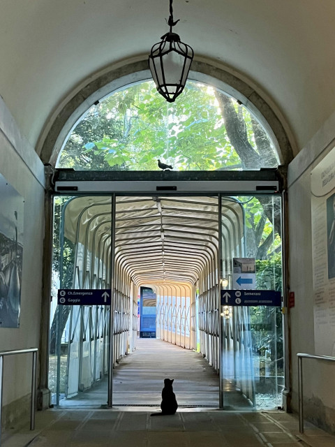 An arched corridor, leading to a big open sliding glass double door with navy blue signs giving directions to various hospital wards, and a big arched window above it. Through the door is a temporary-looking covered tunnel curving away to the left in the distance, made of narrow plastic panels on both roof and walls making a rippling effect, and sunlit trees above and around. In the top centre of the image, an ornate black metal and glass lantern hanging from the roof of the internal corridor. Directly below it, in the centre of the arched window, a silhouetted pigeon wanders nonchalantly along the ledge. And directly below that, so that all three elements are in a vertical line, a sleek black cat sits in the centre of the open doors, looking up, clearly trying to figure out a way to jump the 10 or so meters to catch the pesky pigeon. 