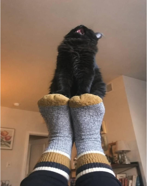 Black car sits on someone's raised up feet in striped socks.
The cat's mouth is wide open as it looks at the ceiling. 