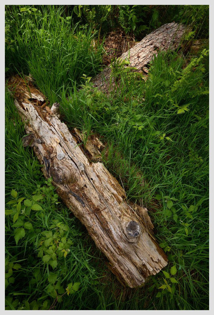 Vertical top view of two short wooden logs on lush green grass. One log is at the bottom of the frame, lying diagonally, the other is at the top of the frame. Their ends meet at a right angle.
