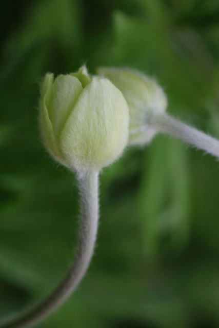 Macro photograph of two buds of Canada anemone flowers, greenish and hairy, against a very green and blurred background.

Photographie macro de deux boutons de fleurs d'Anémone du Canada, verdâtres et poilus, contre un arrière-plan très vert et flou.