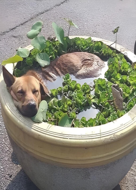 a dog sleeping in a watery planter with water plants