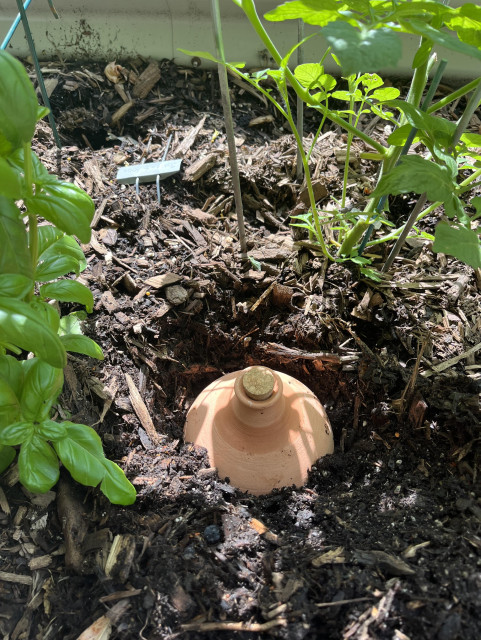 In one of my raised garden beds, a hole was dug in-between the basil and a tomato plant, and one of the ollas was placed in the hole. It was then covered with dirt and mulch.