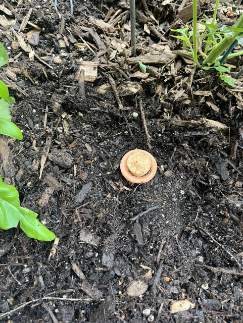 The olla is shown fully buried in the raised garden bed, except for the top of the neck and cork. It was filled with water before sinking it into the dirt.