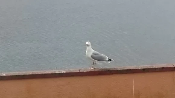 A gull by the sea