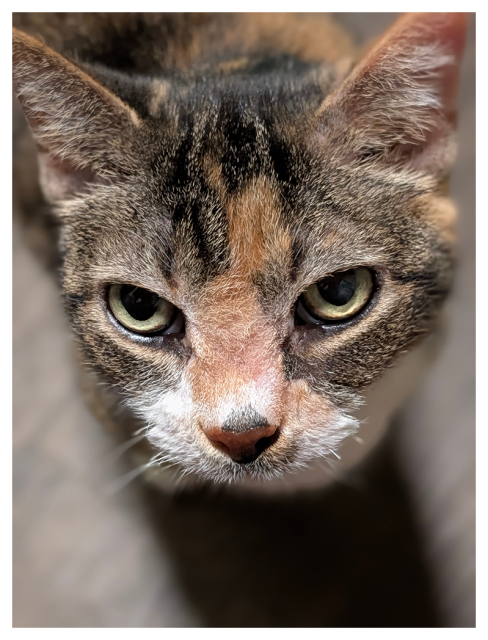 high-angle close-up of a calico cat with white muzzle and green eyes making contact. the background is wood-tile floor.