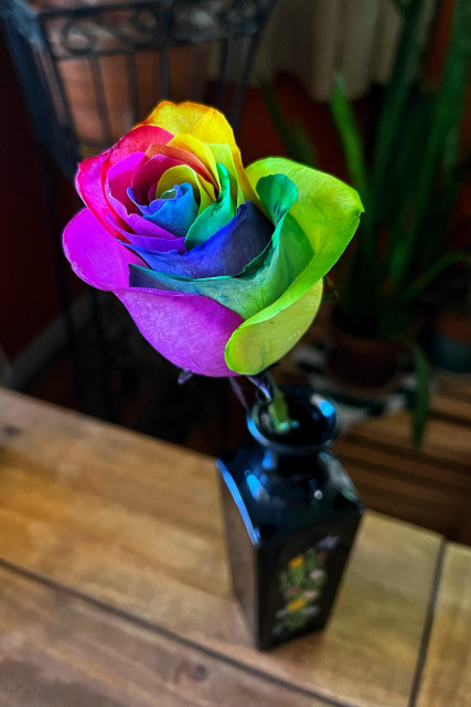A single cut rose in a black ceramic vase sitting on a wooden table. The rose has beautiful rainbow colored petals in celebration of Pride Month.