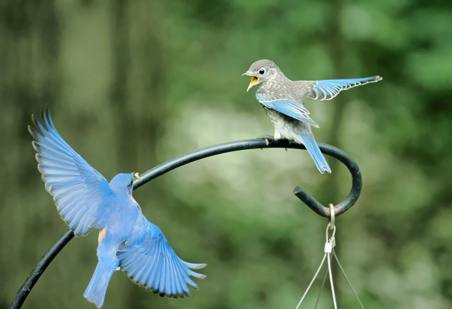 An adult male eastern bluebird (left), wings spread, is flying up to where his fledgling is perched, a mealworm in his beak. This is the shepherd's hook that holds the mealworm feeder. We have put mealworms on top of the feeder, so the babies can land next to the food and feed themselves. However, this one has not figured it out yet; it still wants dad to do the work.