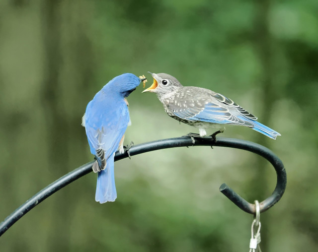 The fledgling (right) is assuming the position to be fed and dad is poised to push the mealworms in its gob.
