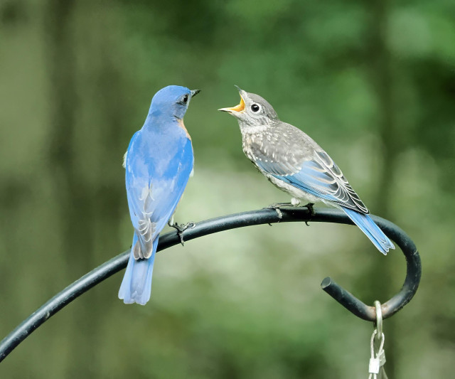 After the fledgling (right) swallowed the mealworms, it assumed the feeding position again, letting dad know that it wanted more worms. Dad obliged... for now.