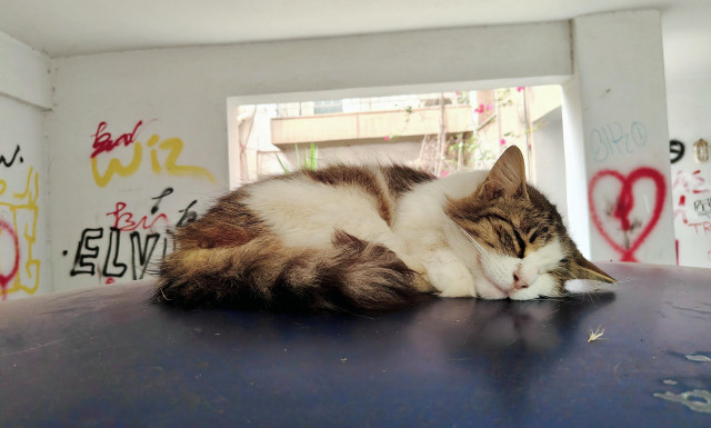 A long haired tabby and white cat, curled up and deeply asleep on the hood of a blue car, with several spray painted walls visible in the background. 