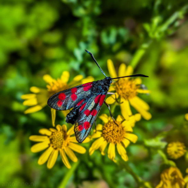 A vibrant, close-up photograph of a Six-spot Burnet moth resting on bright yellow wildflowers. The image features a shallow depth of field, which beautifully isolates the insect and its immediate perch from a softly blurred green background.

The moth's primary body and forewings exhibit a glossy, iridescent dark metallic green-blue sheen. Each forewing is distinctly marked with bright crimson-red spots.