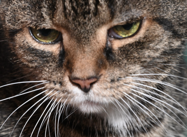 The same tabby cat glowers photogenically 