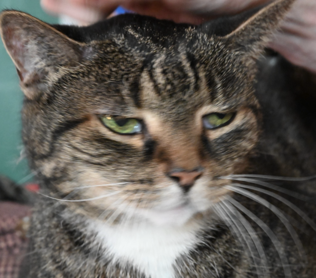 Pica glares deeply, disappointed by the quality of my husband petting her