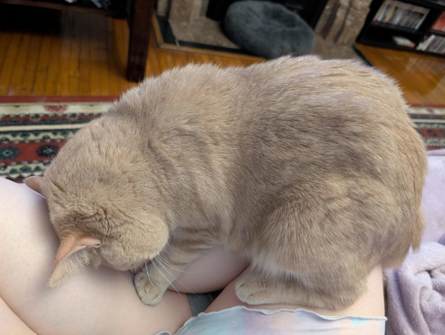 A beige cat sitting on my legs and smooshing his face against my leg