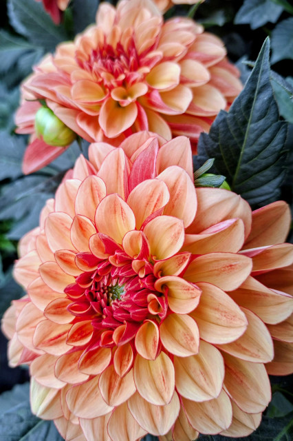 Op deze foto twee mooie dahlia's. Fijn weekend aan iedereen!