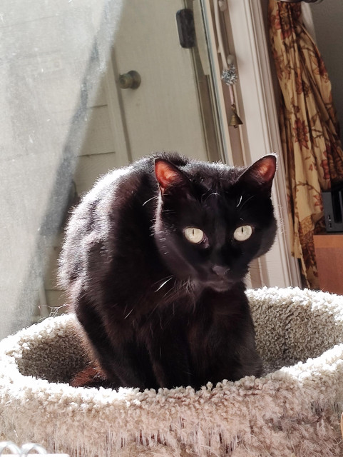 Laurel the black kitty is sitting on a round cat tower. She's actually mid bath but the way she's looking at the camera is very panther like since she's crouched down and staring.