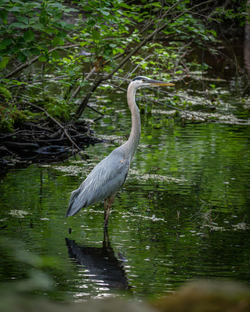 A photograph of a Great Blue Heron wading in the water and surrounded by greenery.
