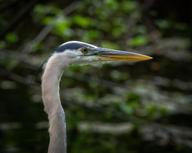 A close-up photo of the head and upper neck of a Great Blue Heron. 
