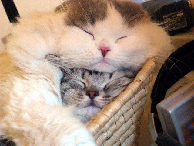 two cats sleep together in a basket after playing all morning