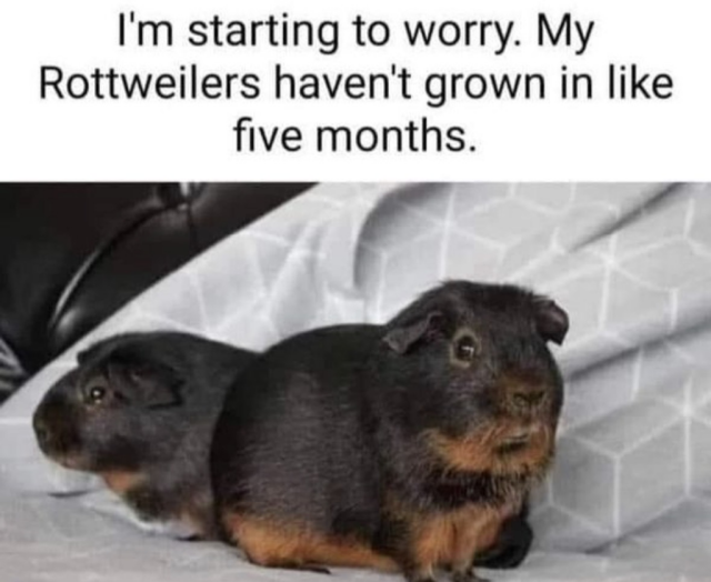 A meme featuring a photo of two black and tan guinea pigs sitting next to each other on a gray patterned blanket. Above the photo, text reads: "I'm starting to worry. My Rottweilers haven't grown in like five months."