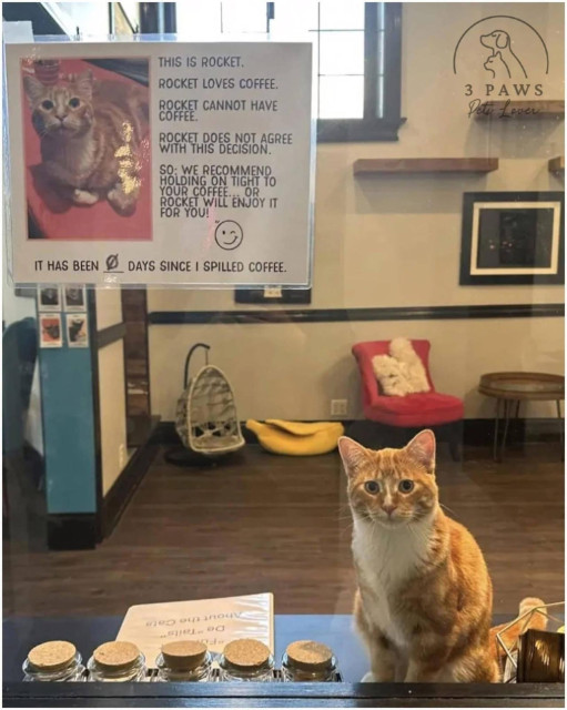 A ginger tuxedo cat looking all innocent, and a sign with him on it in the background that says: 
This is Rocket. Rocket loves coffee. Rocket cannot have coffee. Rocket does not agree with this decision. So: We recommend holding on tight to your coffee... or Rocket will enjoy it for you! 😉  It has been 0 days since I spilled coffee.

