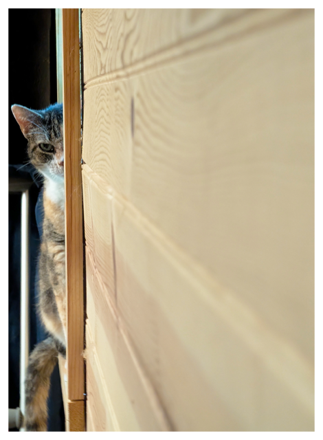 calico cat with white markings and green eyes peeks out from behind a wood-paneled wall, with only part of its face and one ear visible. cat’s body is mostly hidden. 