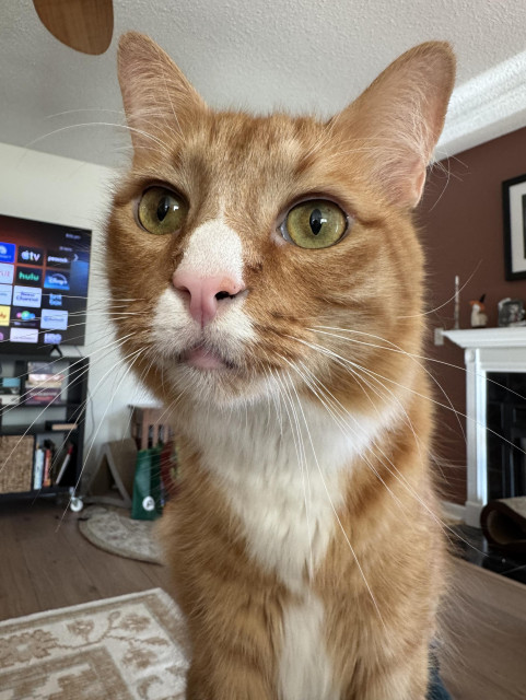 Sir Wobbles, an orange and white cat, looking very curious. 